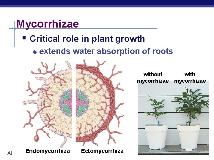 Mycorrhizae § Critical role in plant growth u extends water absorption of roots without