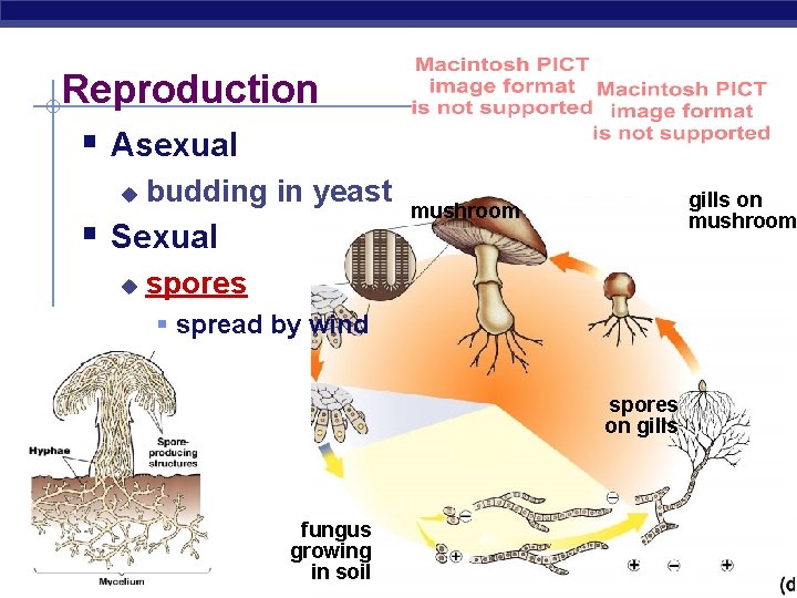 Reproduction § Asexual u budding in yeast § Sexual u gills on mushroom spores