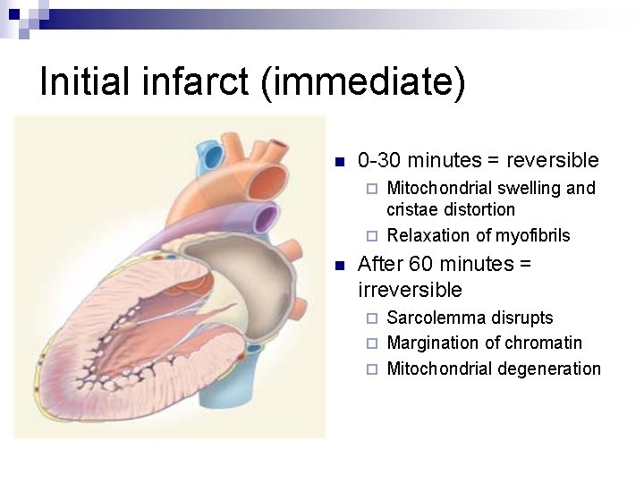 Initial infarct (immediate) n 0 -30 minutes = reversible Mitochondrial swelling and cristae distortion