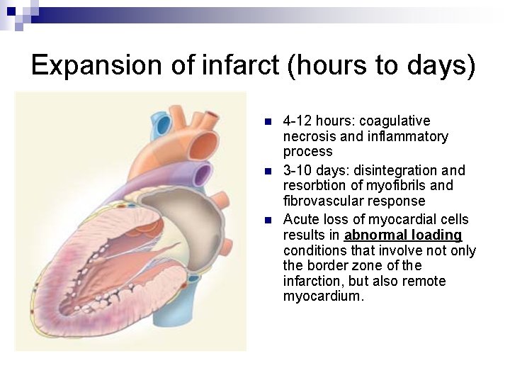 Expansion of infarct (hours to days) n n n 4 -12 hours: coagulative necrosis