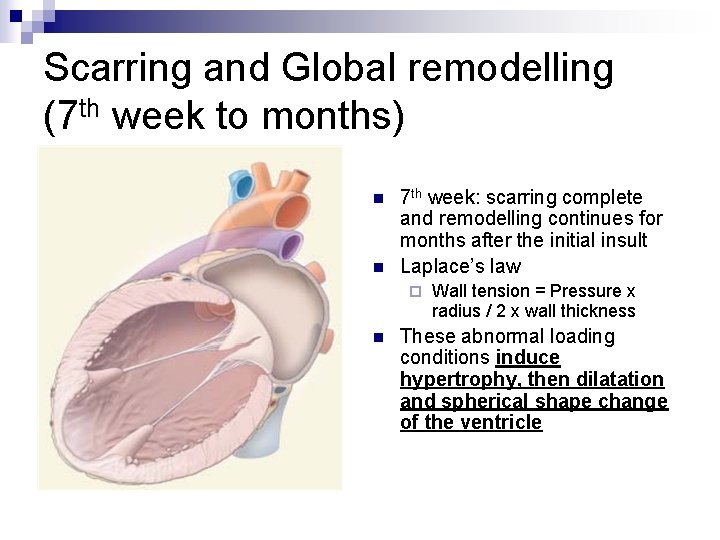 Scarring and Global remodelling (7 th week to months) n n 7 th week: