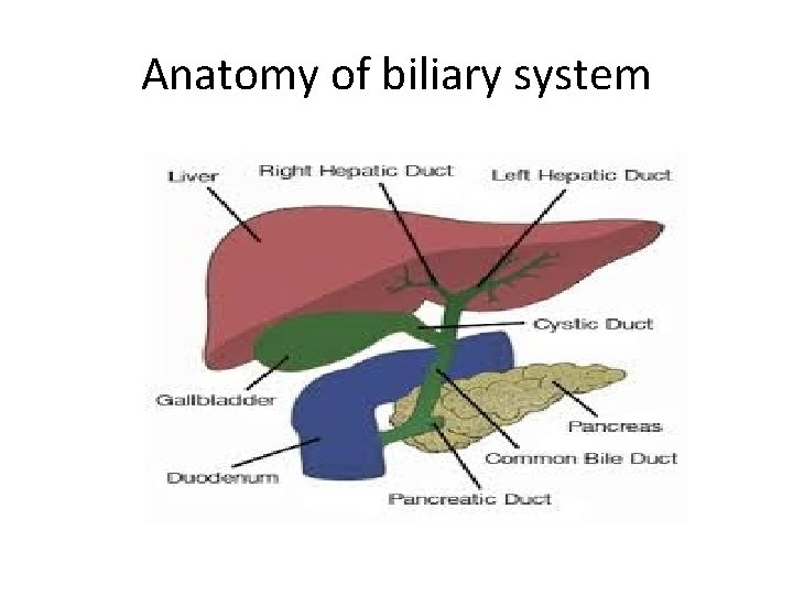 Anatomy of biliary system Anatomy of biliary system