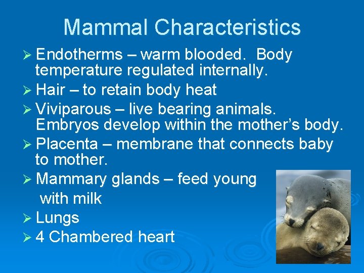 Mammal Characteristics Ø Endotherms – warm blooded. Body temperature regulated internally. Ø Hair –