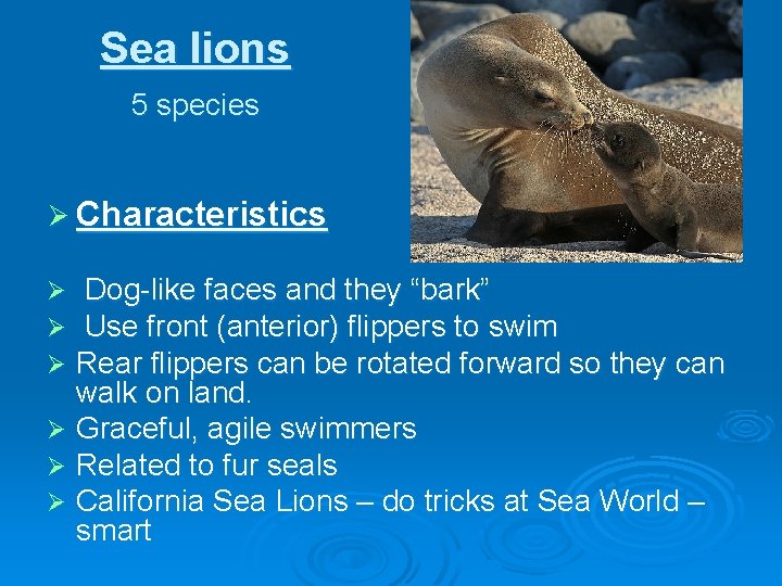 Sea lions 5 species Ø Characteristics Dog-like faces and they “bark” Use front (anterior)