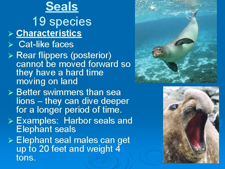 Seals 19 species Characteristics Cat-like faces Rear flippers (posterior) cannot be moved forward so