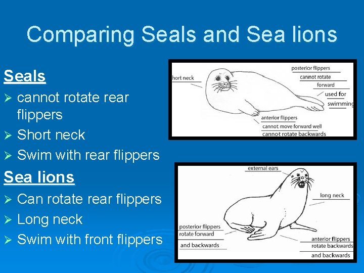 Comparing Seals and Sea lions Seals cannot rotate rear flippers Ø Short neck Ø