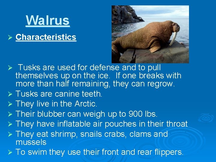 Walrus Ø Characteristics Tusks are used for defense and to pull themselves up on