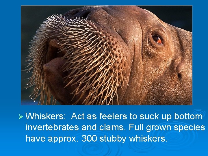 Ø Whiskers: Act as feelers to suck up bottom invertebrates and clams. Full grown