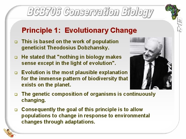 Principle 1: Evolutionary Change q This is based on the work of population geneticist