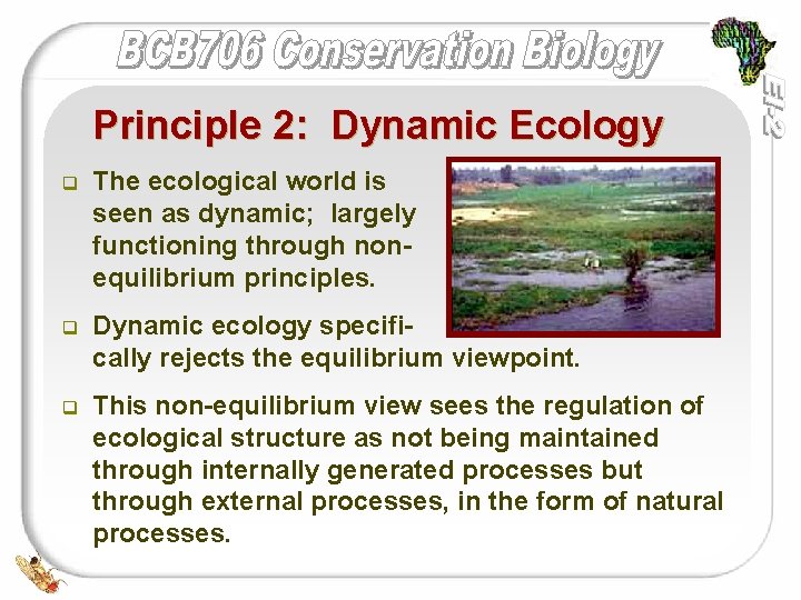 Principle 2: Dynamic Ecology q The ecological world is seen as dynamic; largely functioning
