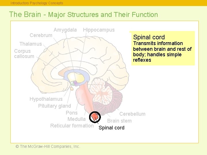 Introductory Psychology Concepts The Brain - Major Structures and Their Function Cerebrum Amygdala Thalamus
