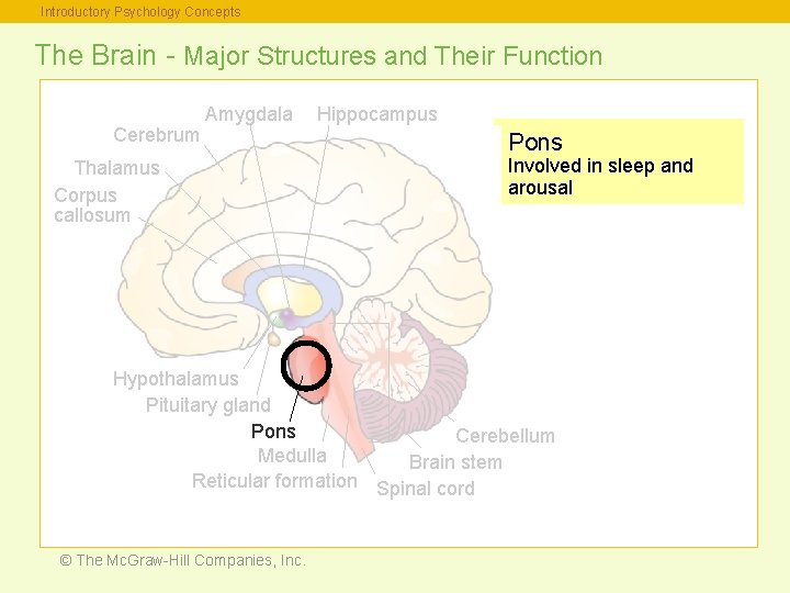 Introductory Psychology Concepts The Brain - Major Structures and Their Function Cerebrum Amygdala Thalamus