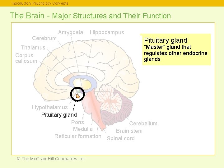 Introductory Psychology Concepts The Brain - Major Structures and Their Function Cerebrum Amygdala Thalamus