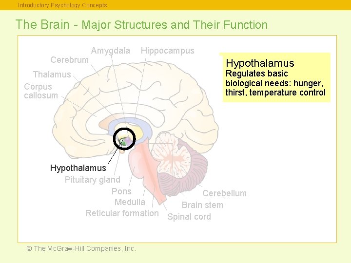 Introductory Psychology Concepts The Brain - Major Structures and Their Function Cerebrum Amygdala Thalamus