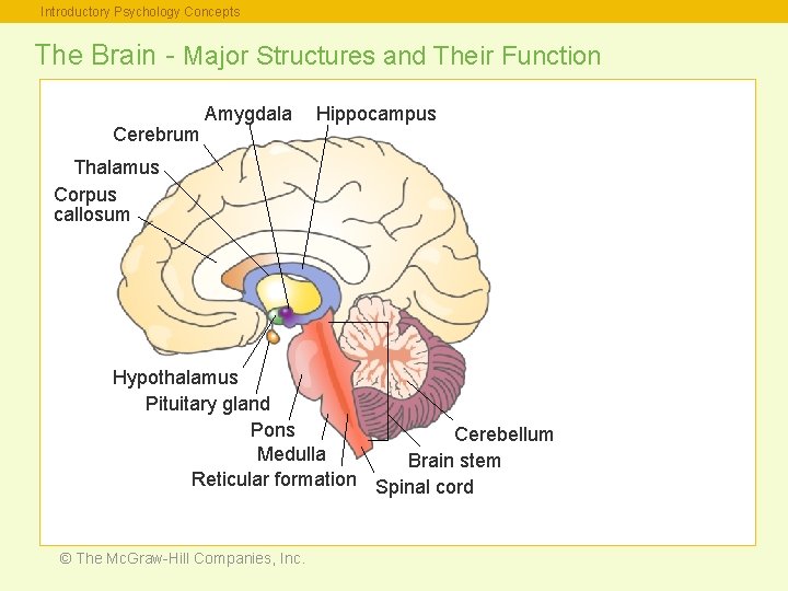 Introductory Psychology Concepts The Brain - Major Structures and Their Function Cerebrum Amygdala Hippocampus