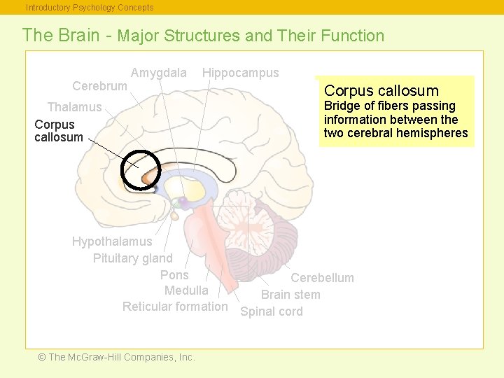 Introductory Psychology Concepts The Brain - Major Structures and Their Function Cerebrum Amygdala Thalamus