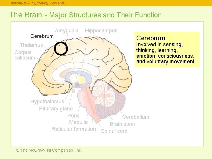 Introductory Psychology Concepts The Brain - Major Structures and Their Function Cerebrum Amygdala Thalamus