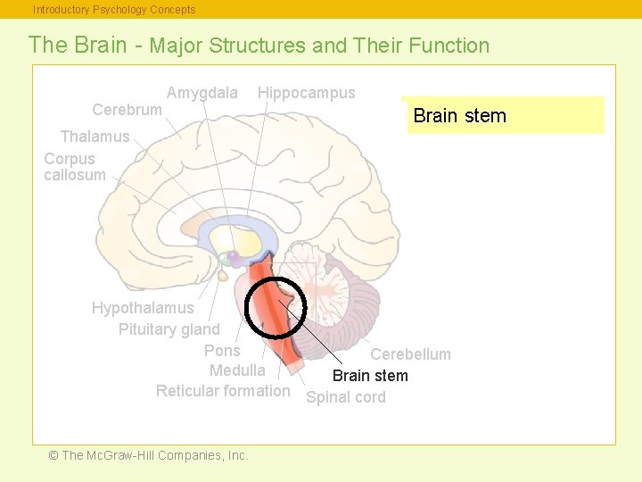 Introductory Psychology Concepts The Brain - Major Structures and Their Function Cerebrum Amygdala Hippocampus