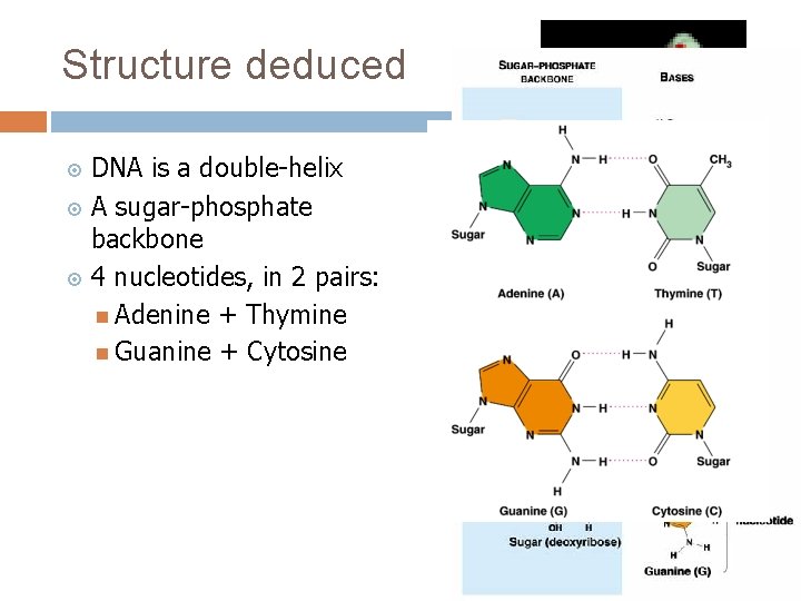 Structure deduced DNA is a double-helix A sugar-phosphate backbone 4 nucleotides, in 2 pairs: