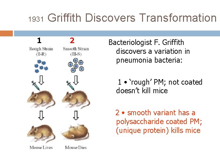 1931 1 Griffith Discovers Transformation 2 Bacteriologist F. Griffith discovers a variation in pneumonia