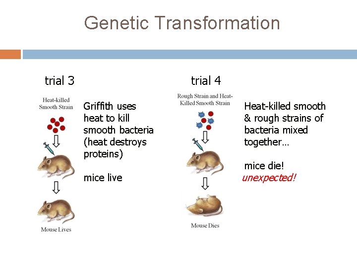 Genetic Transformation trial 3 trial 4 Griffith uses heat to kill smooth bacteria (heat