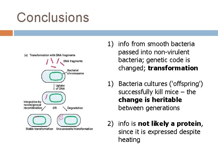 Conclusions 1) info from smooth bacteria passed into non-virulent bacteria; genetic code is changed;
