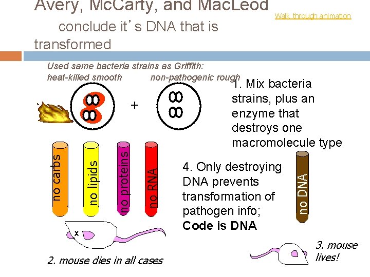 Avery, Mc. Carty, and Mac. Leod conclude it’s DNA that is transformed Walk through