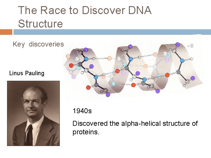 The Race to Discover DNA Structure Key discoveries Linus Pauling 1940 s Discovered the