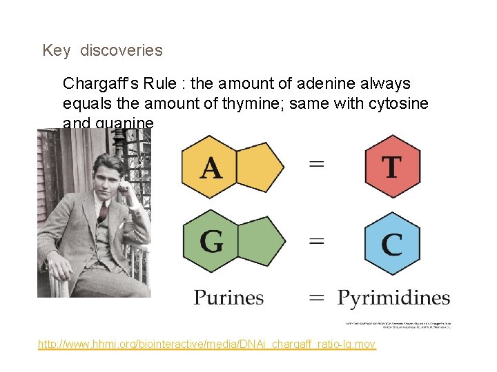 Key discoveries Chargaff’s Rule : the amount of adenine always equals the amount of