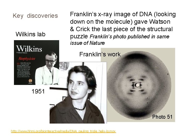 Key discoveries Wilkins lab Franklin’s x-ray image of DNA (looking down on the molecule)