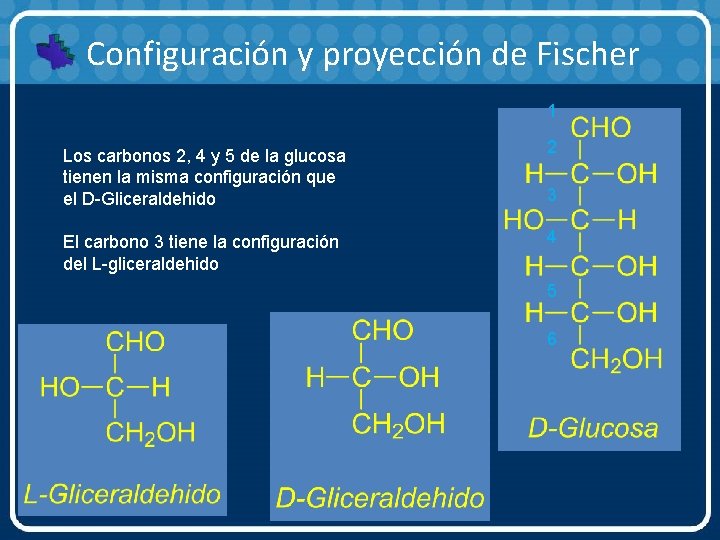 Configuración y proyección de Fischer 1 Los carbonos 2, 4 y 5 de la