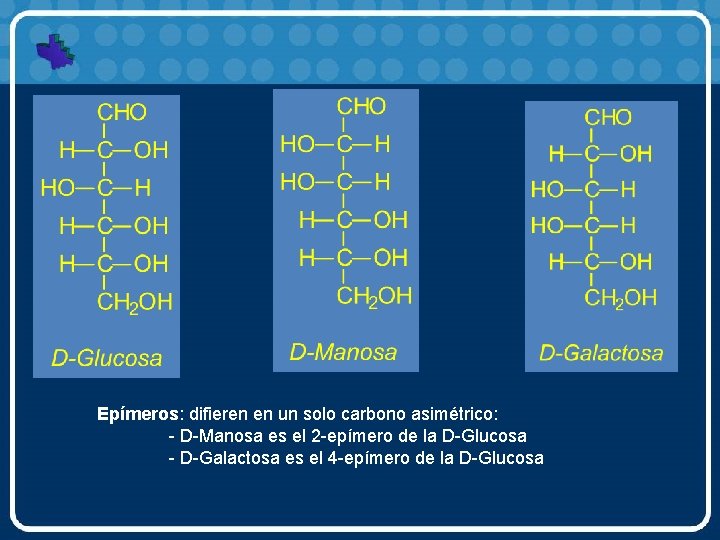 Epímeros: difieren en un solo carbono asimétrico: - D-Manosa es el 2 -epímero de