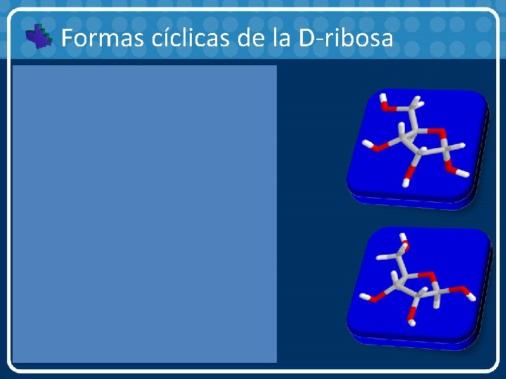 Formas cíclicas de la D-ribosa 