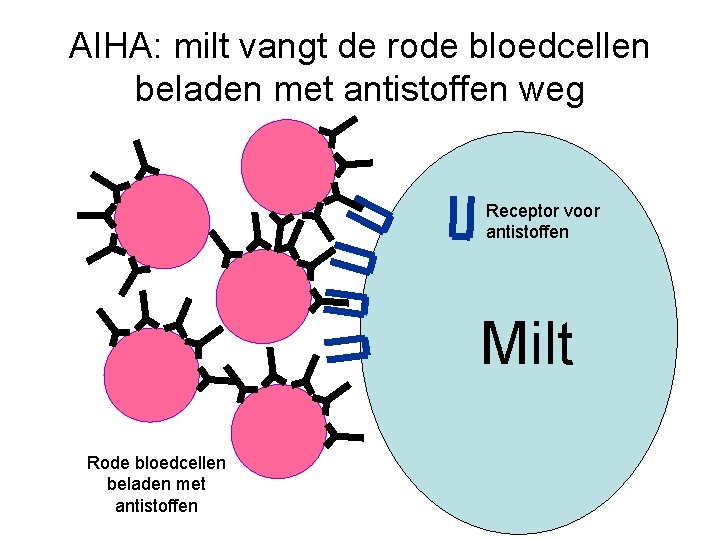 AIHA: milt vangt de rode bloedcellen beladen met antistoffen weg Receptor voor antistoffen Milt