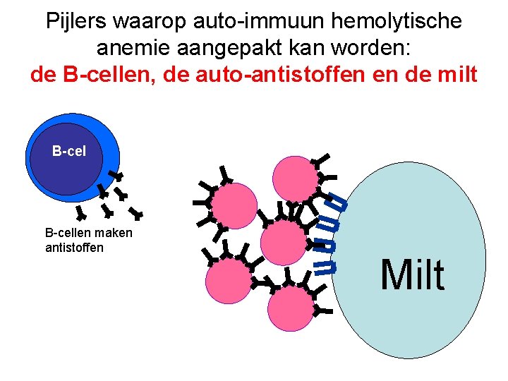 Pijlers waarop auto-immuun hemolytische anemie aangepakt kan worden: de B-cellen, de auto-antistoffen en de