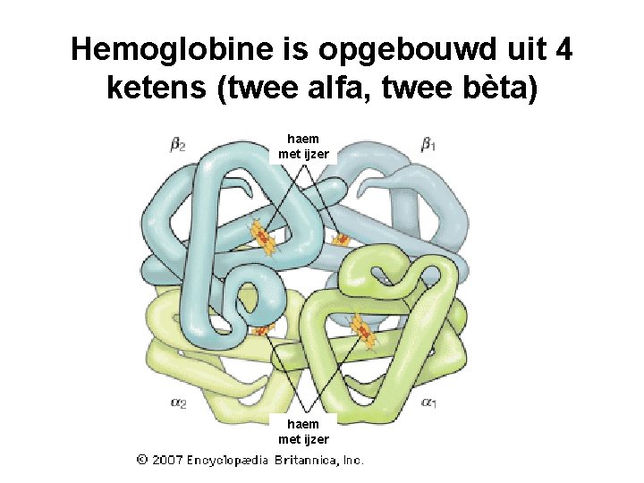 Hemoglobine is opgebouwd uit 4 ketens (twee alfa, twee bèta) haem met ijzer 