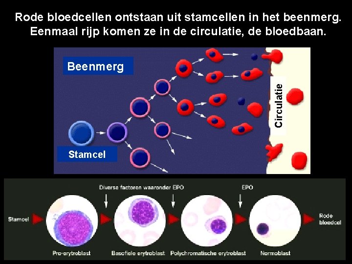Rode bloedcellen ontstaan uit stamcellen in het beenmerg. Eenmaal rijp komen ze in de