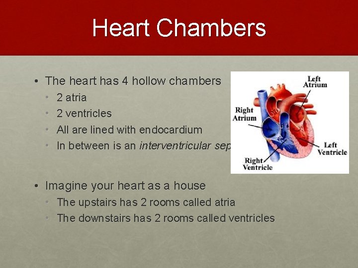 Heart Chambers • The heart has 4 hollow chambers • • 2 atria 2