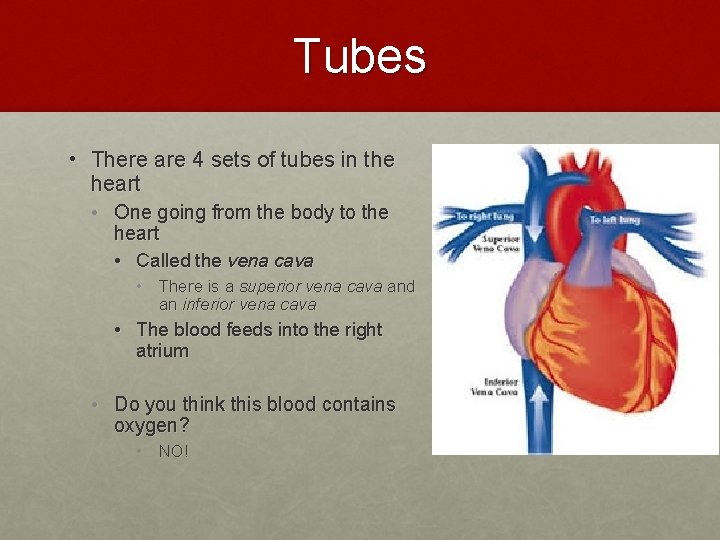 Tubes • There are 4 sets of tubes in the heart • One going