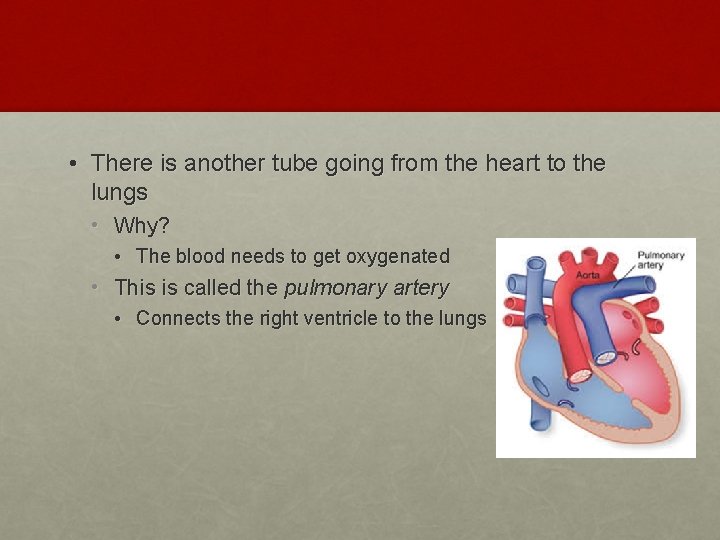  • There is another tube going from the heart to the lungs •