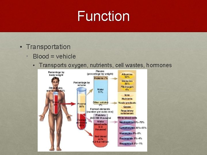 Function • Transportation • Blood = vehicle • Transports oxygen, nutrients, cell wastes, hormones
