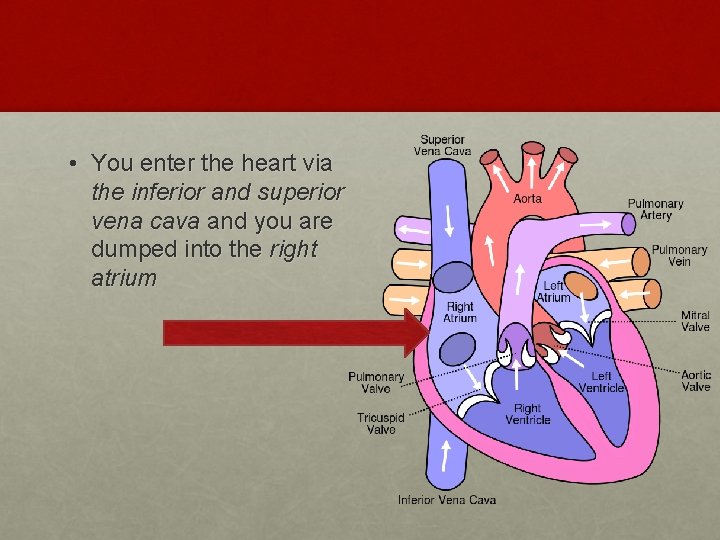  • You enter the heart via the inferior and superior vena cava and