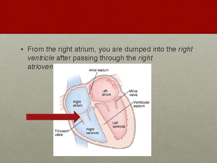  • From the right atrium, you are dumped into the right ventricle after