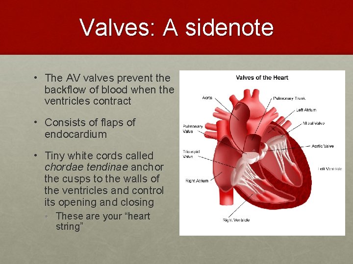 Valves: A sidenote • The AV valves prevent the backflow of blood when the