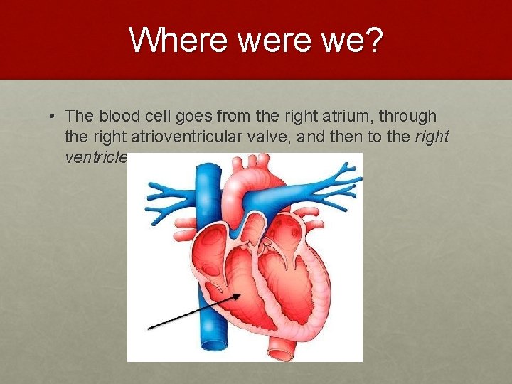 Where we? • The blood cell goes from the right atrium, through the right