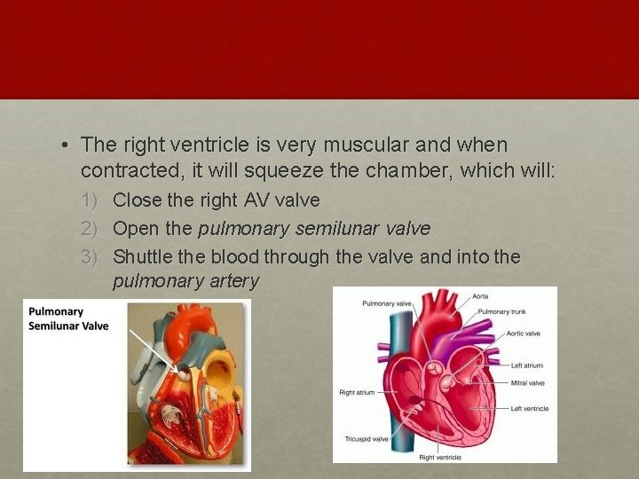  • The right ventricle is very muscular and when contracted, it will squeeze