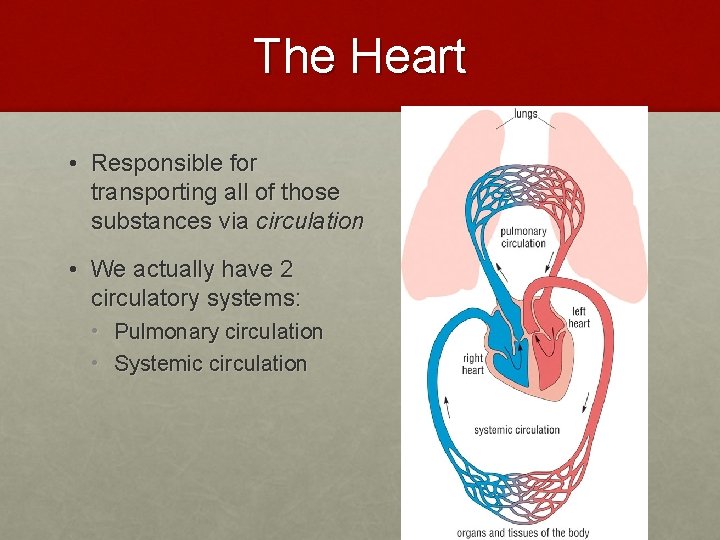 The Heart • Responsible for transporting all of those substances via circulation • We