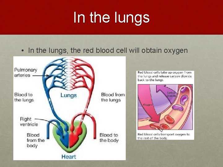 In the lungs • In the lungs, the red blood cell will obtain oxygen