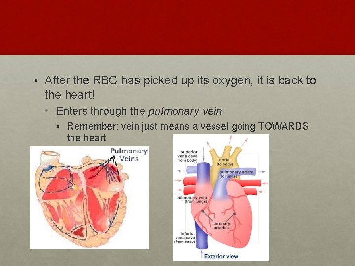  • After the RBC has picked up its oxygen, it is back to
