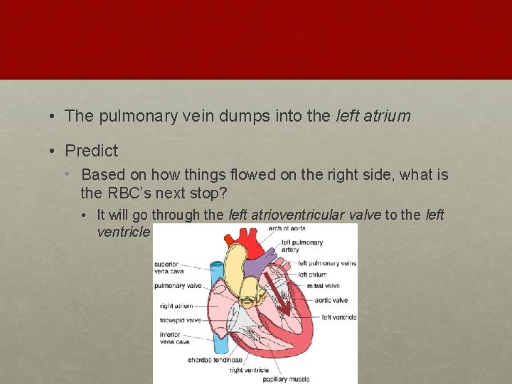  • The pulmonary vein dumps into the left atrium • Predict • Based